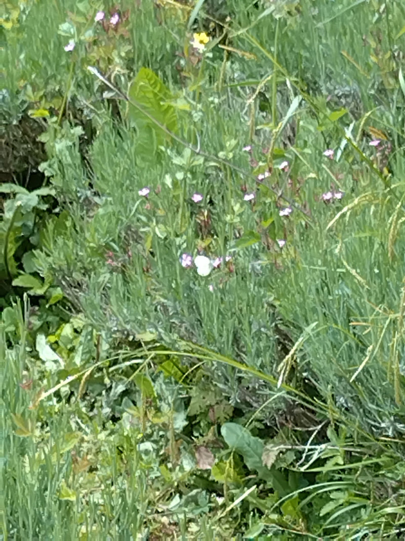 Kleine koolwitje vlinder — Bild 3