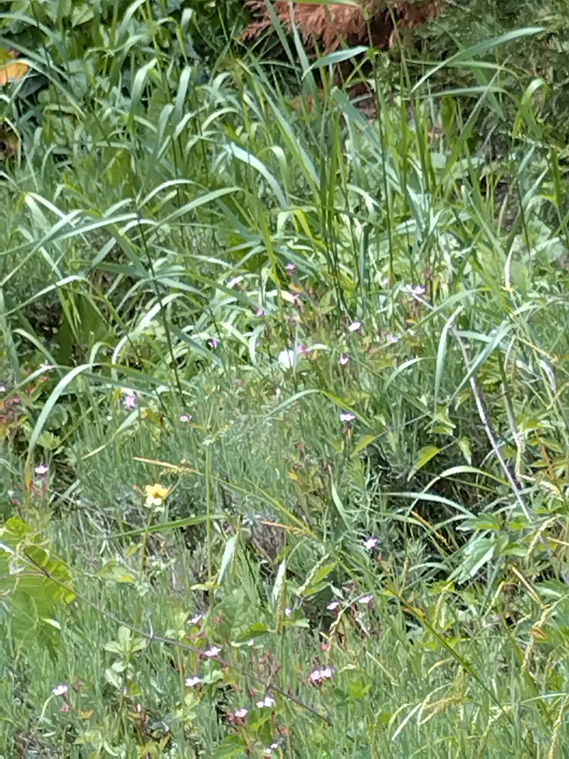 Kleine koolwitje vlinder — Bild 1