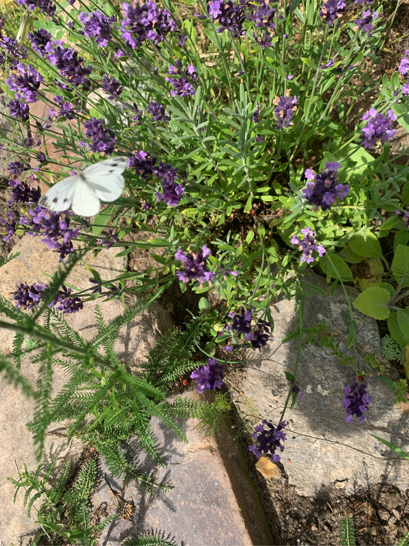 Een kleine koolwitje zit op de paarse bloemen van lavendel. Op de achtergrond zijn andere planten en stenen te zien.