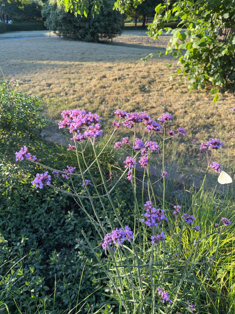 Een klein koolwitje zit op de paarse bloemen van een verbena in een tuin. De vlinder is goed zichtbaar en nectar aan het zuigen.