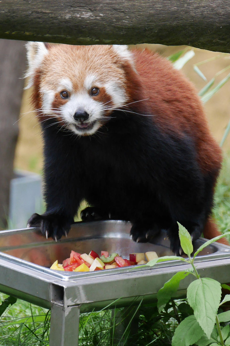 Kleine panda — Bild 1