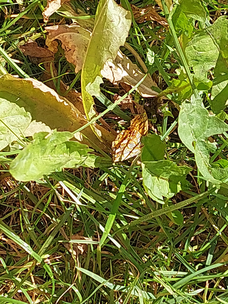 Kleine kievitsvlinder — Bild 1