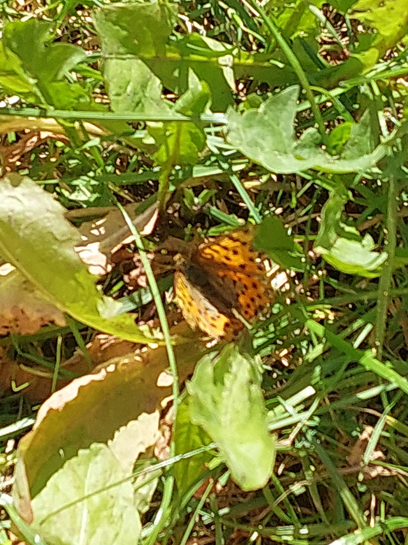 Kleine kievitsvlinder — Bild 3