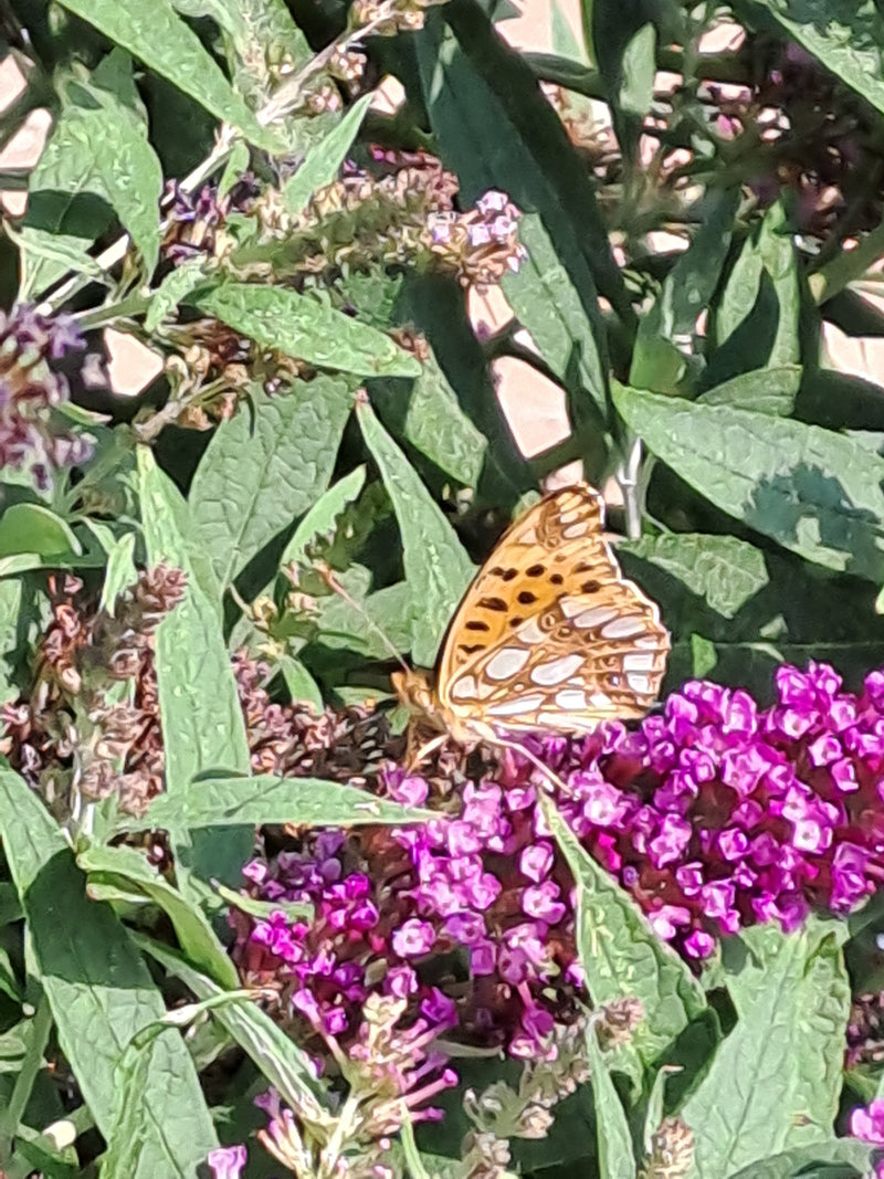 Kleine kievitsvlinder — foto 2 van 7
