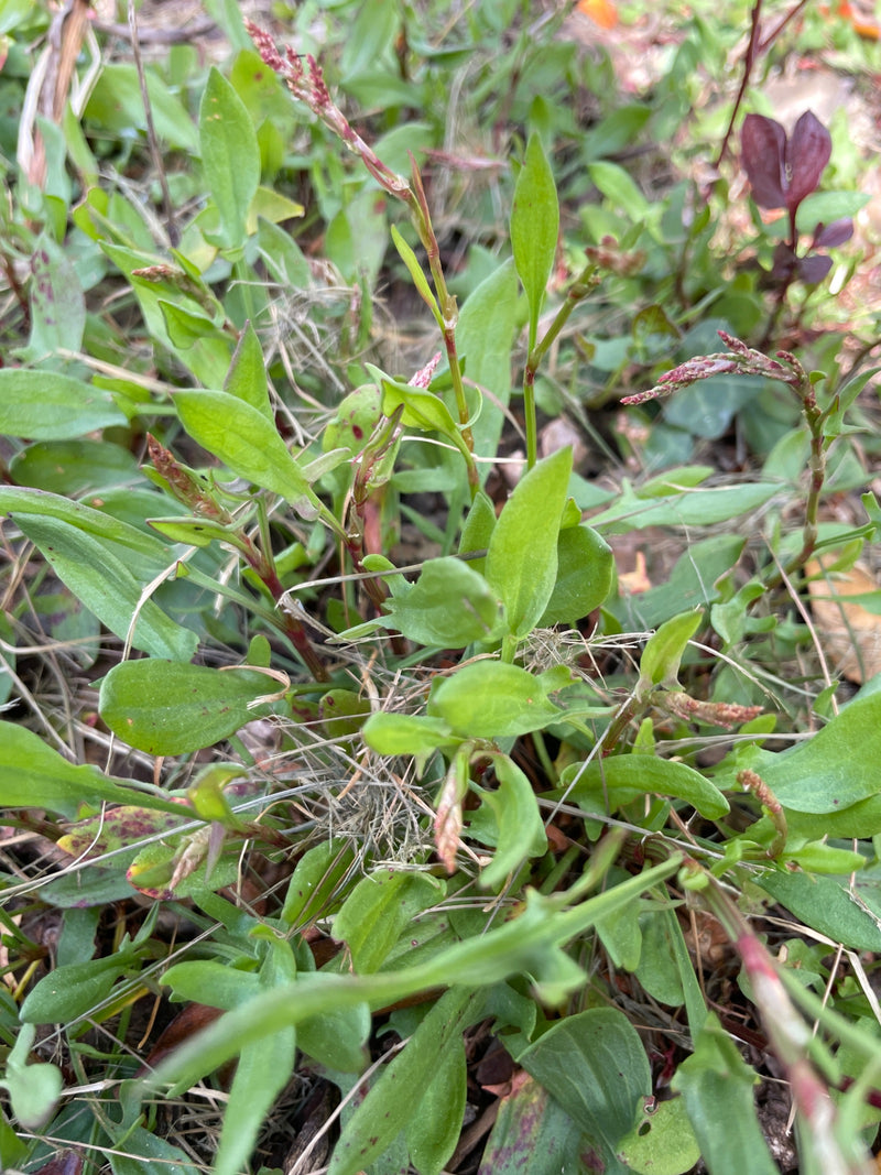Kleine zuring — Bild 1