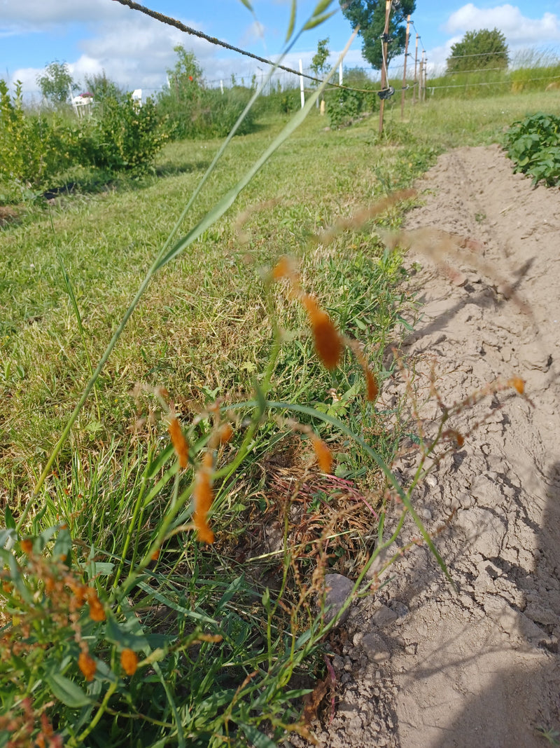 De afbeelding toont schapenzuring aan de rand van een veld. De plant groeit buiten in een landelijke omgeving.