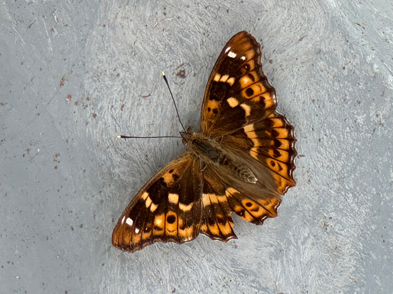 Kleiner Schillerfalter — foto 1 van 1