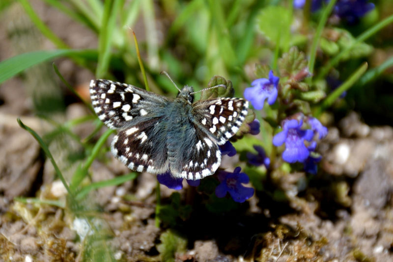 Kleine dobbelstenen vlinder — Bild 1