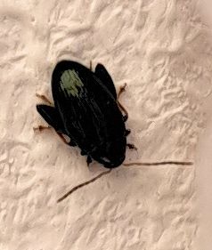 Een kleine aardvlo is van boven te zien op een gestructureerde lichte ondergrond. De donkere kever toont de typische lichte strepen op de dekschilden.