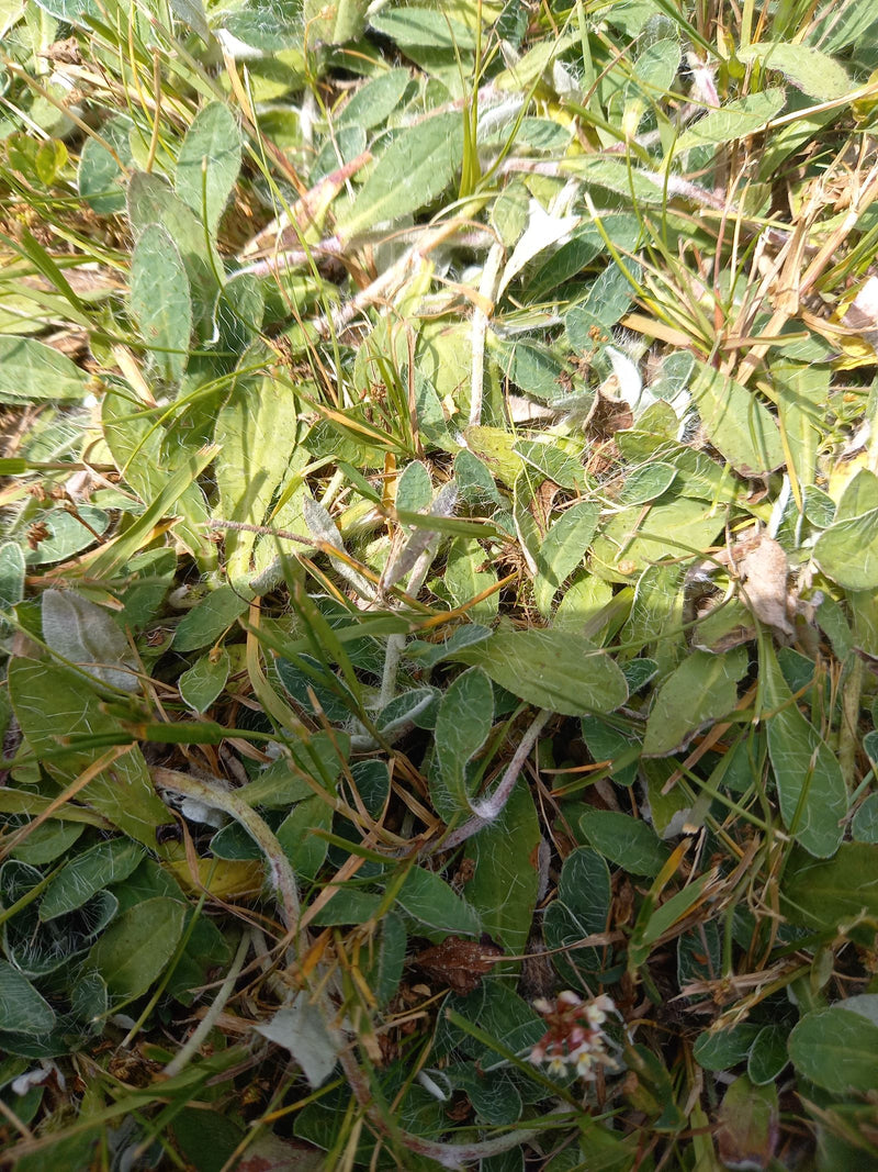 Kleine havikskruid — Bild 1