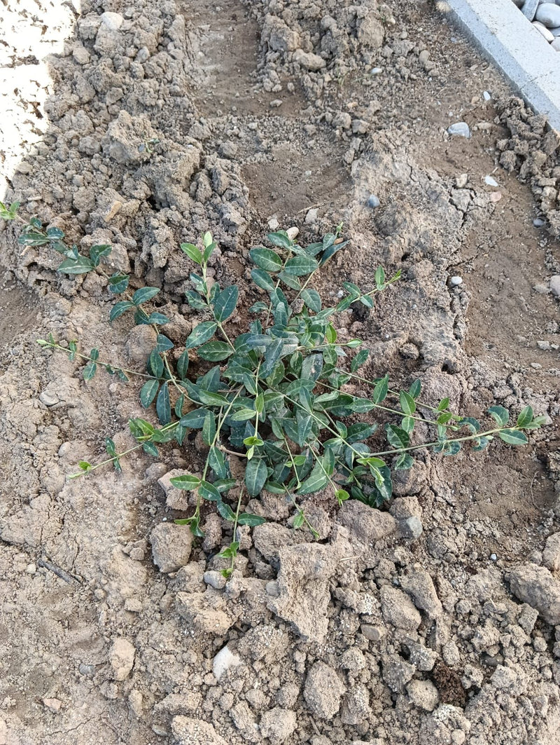 De afbeelding toont een pas aangeplante kleine maagdenpalm met zijn typische glimmende bladeren, groeiend op open aarde. De foto toont de plant van bovenaf i...