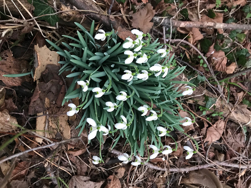 Een dichte groep bloeiende sneeuwklokjes groeit te midden van droog blad op de bosbodem. De kenmerkende witte bloemen hangen sierlijk over de smalle, blauwgr...