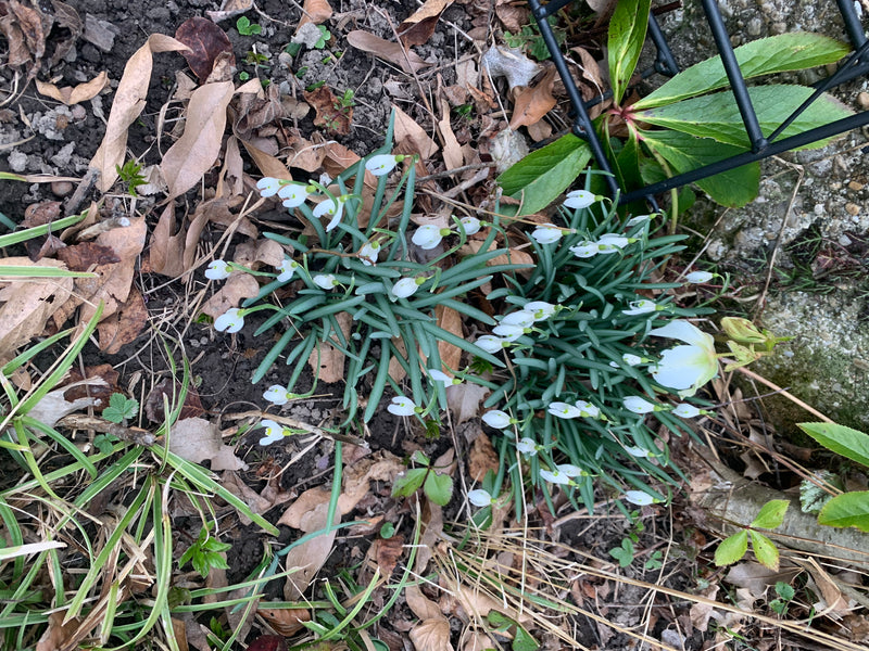 De afbeelding toont twee pollen sneeuwklokjes met talrijke witte bloemen en smalle groene bladeren. Ze groeien op een bosbodem bedekt met bladafval.