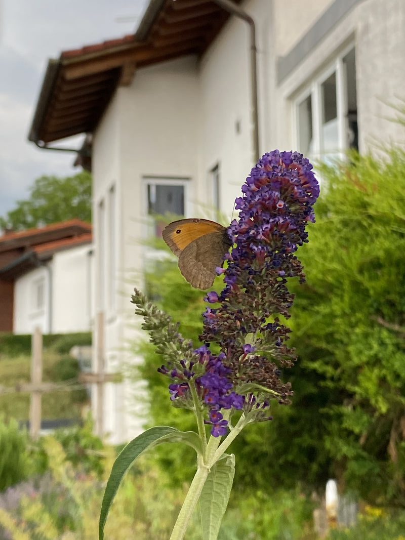 Kleine weidevogel — Bild 1