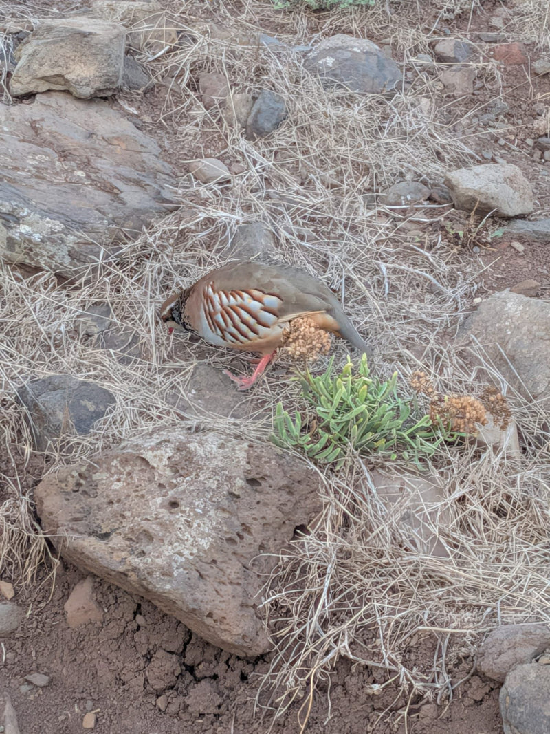 Klippenhuhn — foto 1 van 1