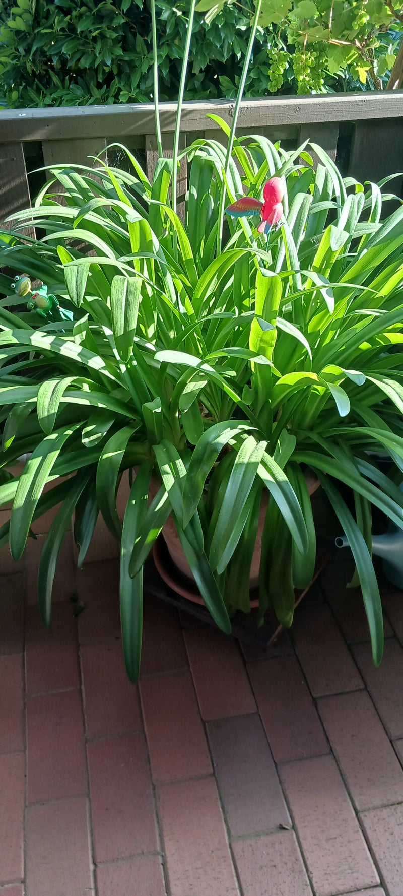 Een weelderige clivia met lange groene bladeren staat in een stenen pot op een stenen vloer. De plant toont krachtig loof.