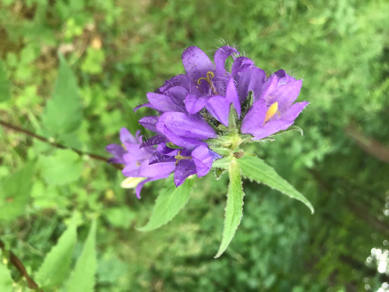 Wirwar Bellflower — foto 1 van 1