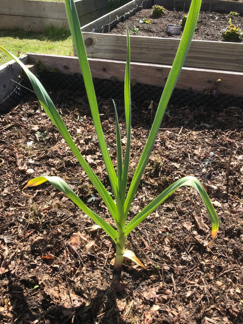 Knoflook — Bild 1