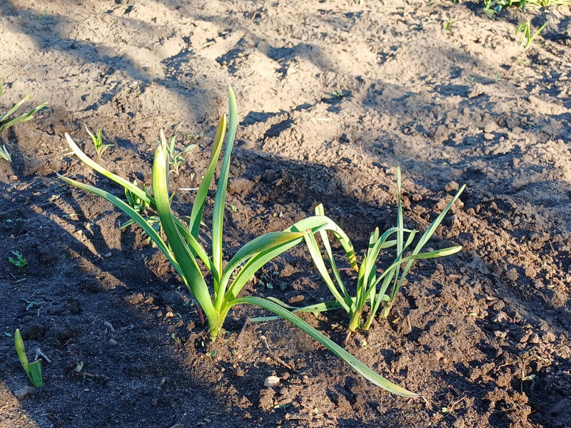 De afbeelding toont groene knoflookplanten die in rijen op donkere landbouwgrond groeien. Hun lange, smalle bladeren wijzen omhoog.