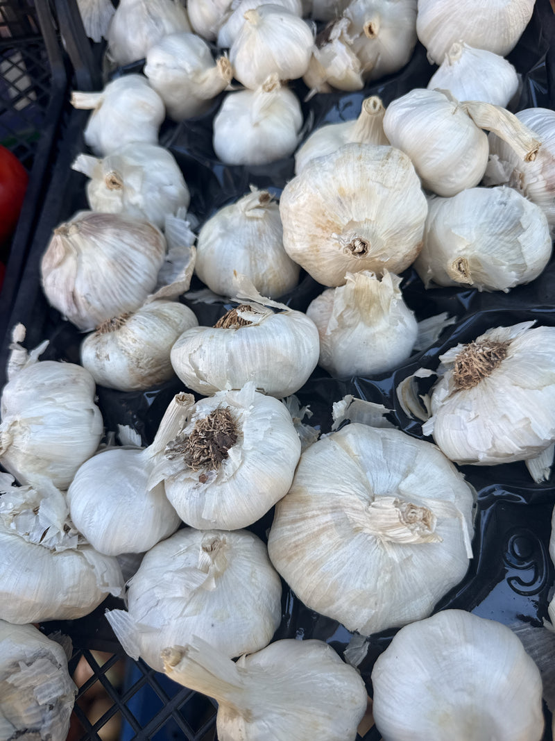 De afbeelding toont talrijke witte knoflookbollen dicht op elkaar in een kist. De geoogste bollen tonen hun typische gestructureerde schil.