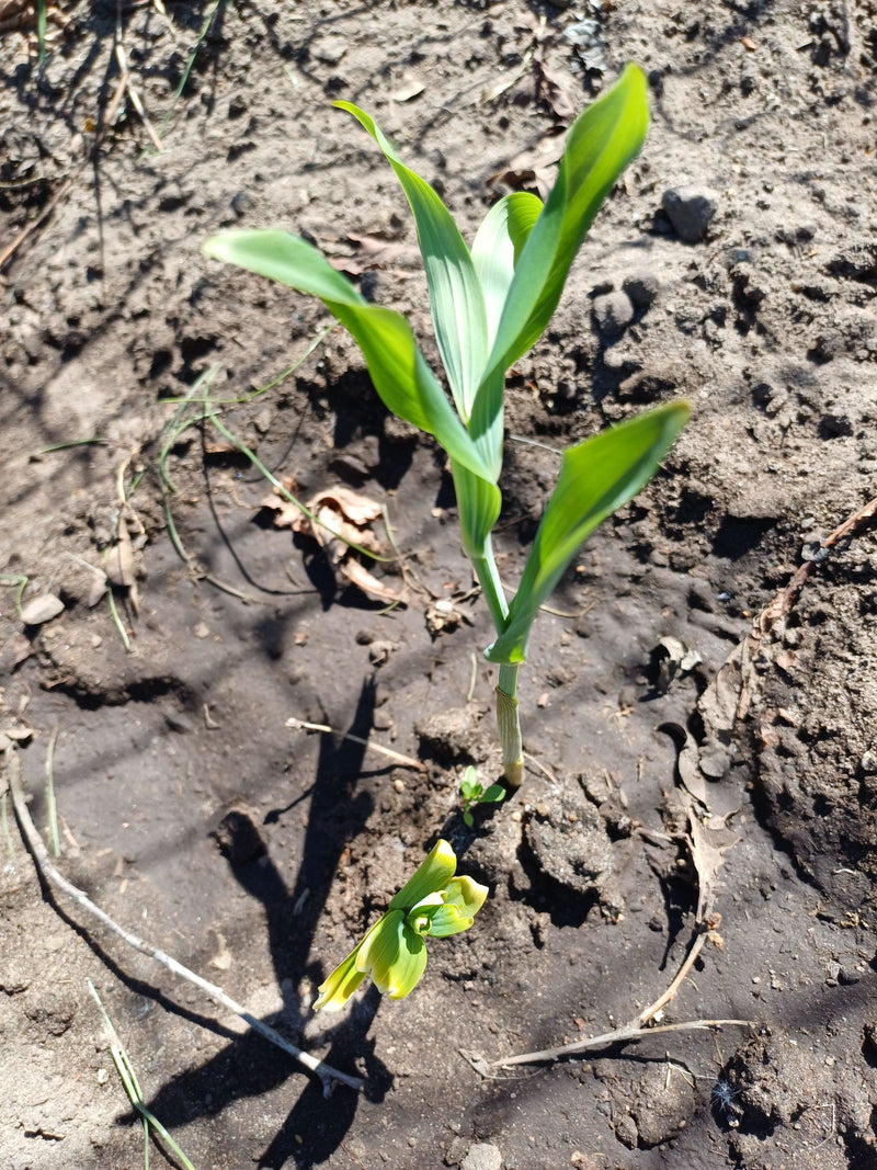 Een jonge knoflookplant is te zien die uit de kaale grond groeit. De groene bladeren wijzen omhoog.