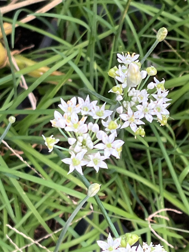 bieslook knoflook — Bild 2