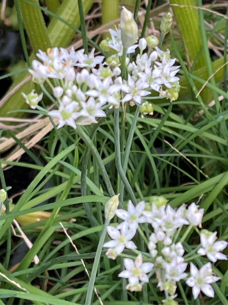 bieslook knoflook — Bild 1