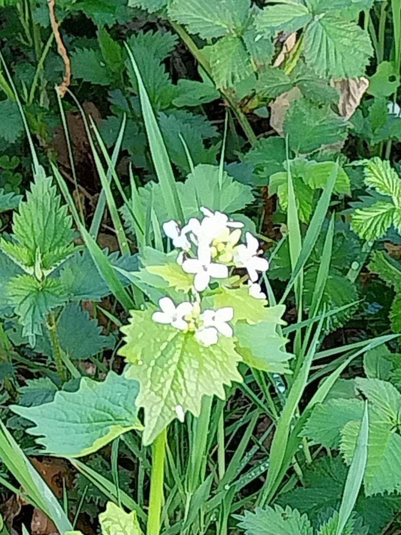 Knoflook mosterd — Bild 1