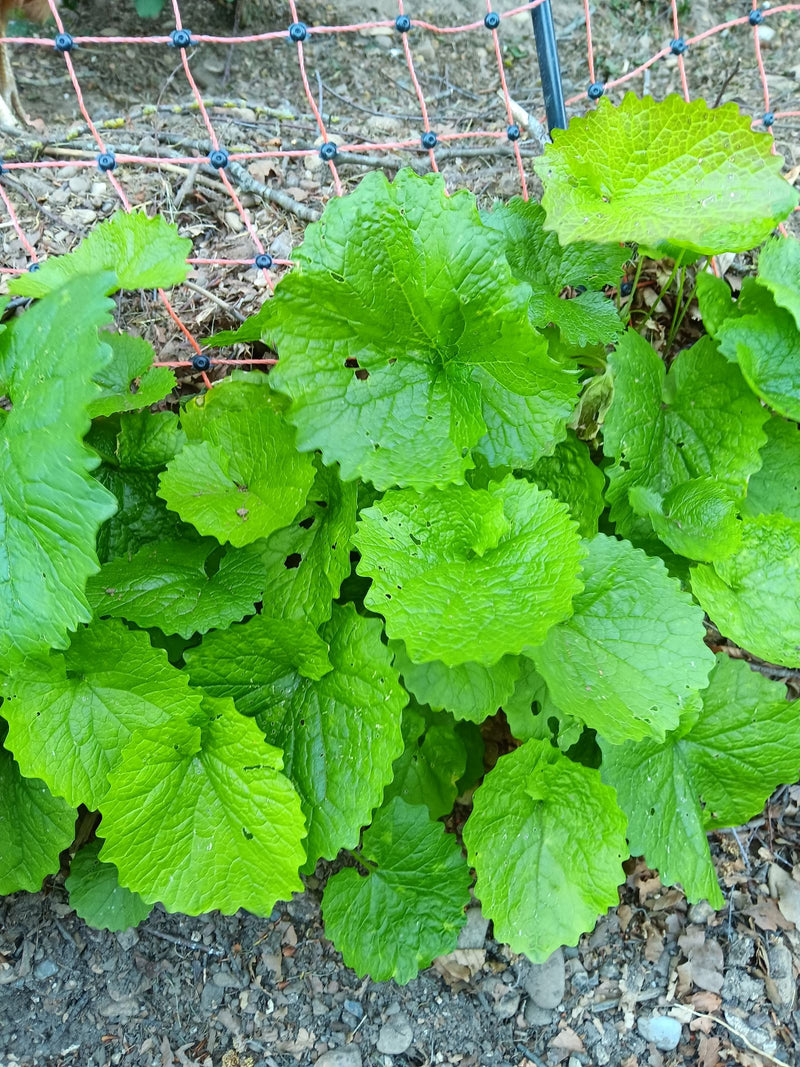 De afbeelding toont look-zonder-look met zijn kenmerkende, heldergroene en hartvormige bladeren. De plant groeit op steenachtige grond voor een hek.