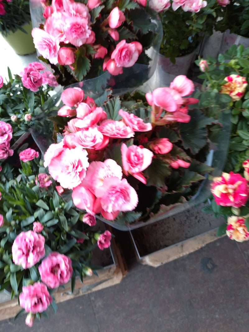 Knolbegonia — Bild 1