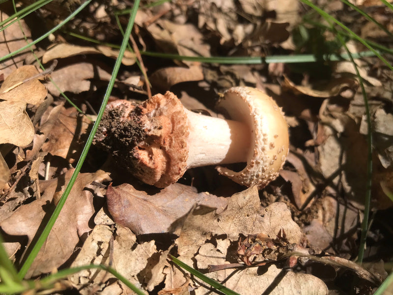 Doodskappaddestoel — foto 5 van 10