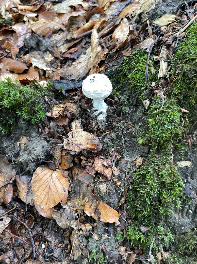 Doodskappaddestoel — foto 1 van 10
