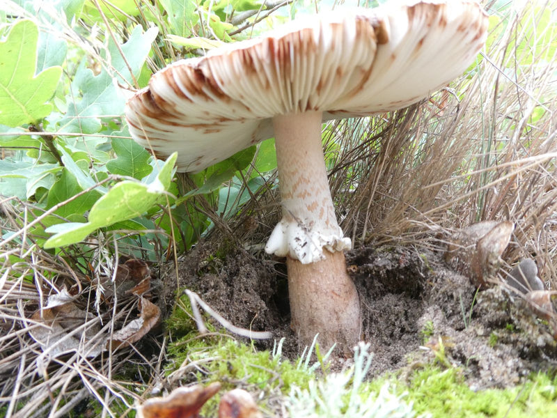 Doodskappaddestoel — foto 4 van 10