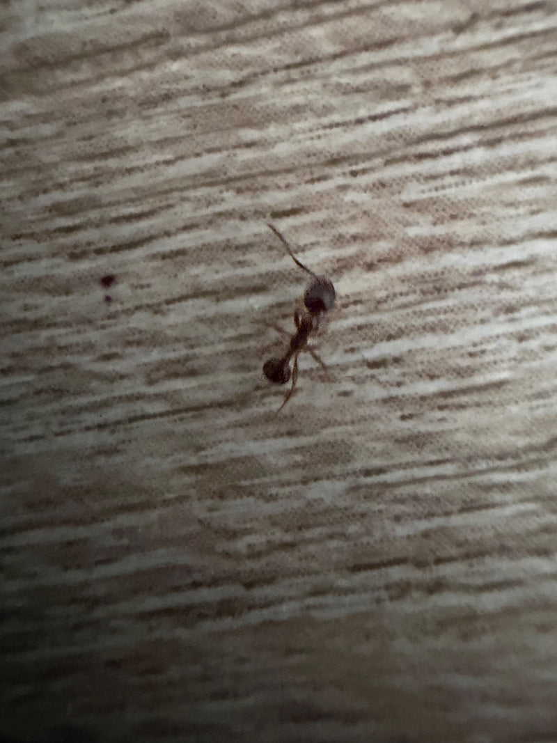 Knoopmier (geslacht Myrmica) — foto 3 van 11