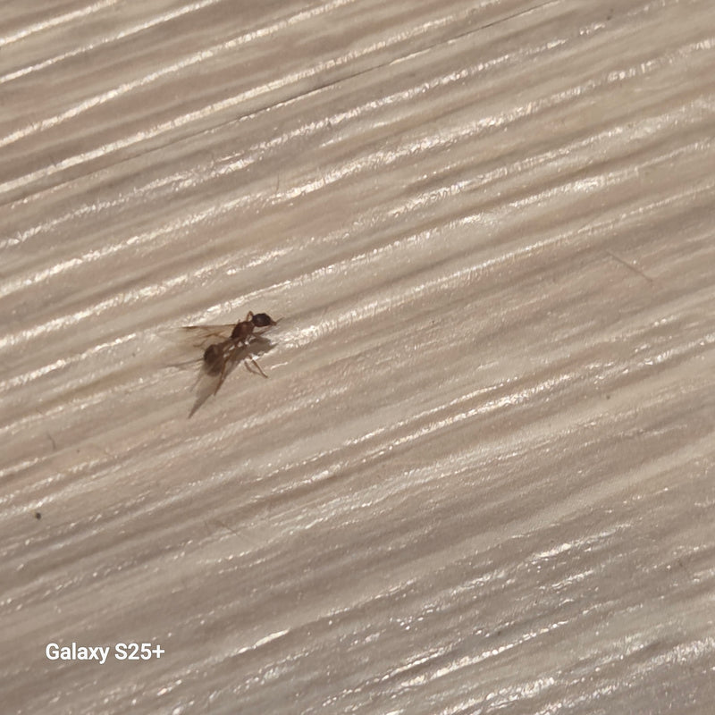 Knoopmier (geslacht Myrmica) — foto 2 van 11