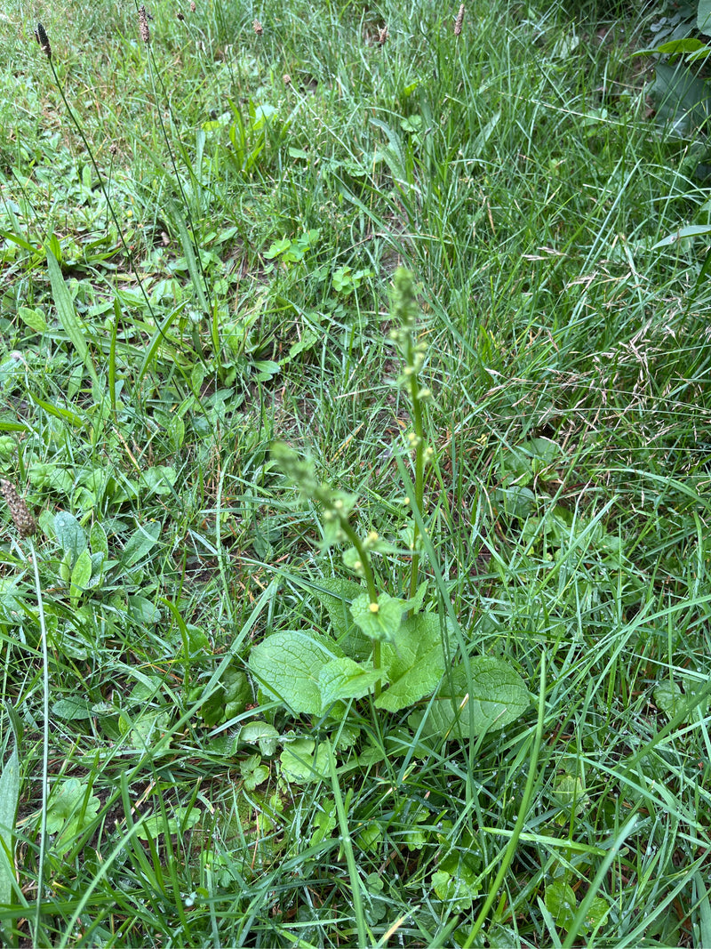 Nodulair helmkruid — foto 2 van 8