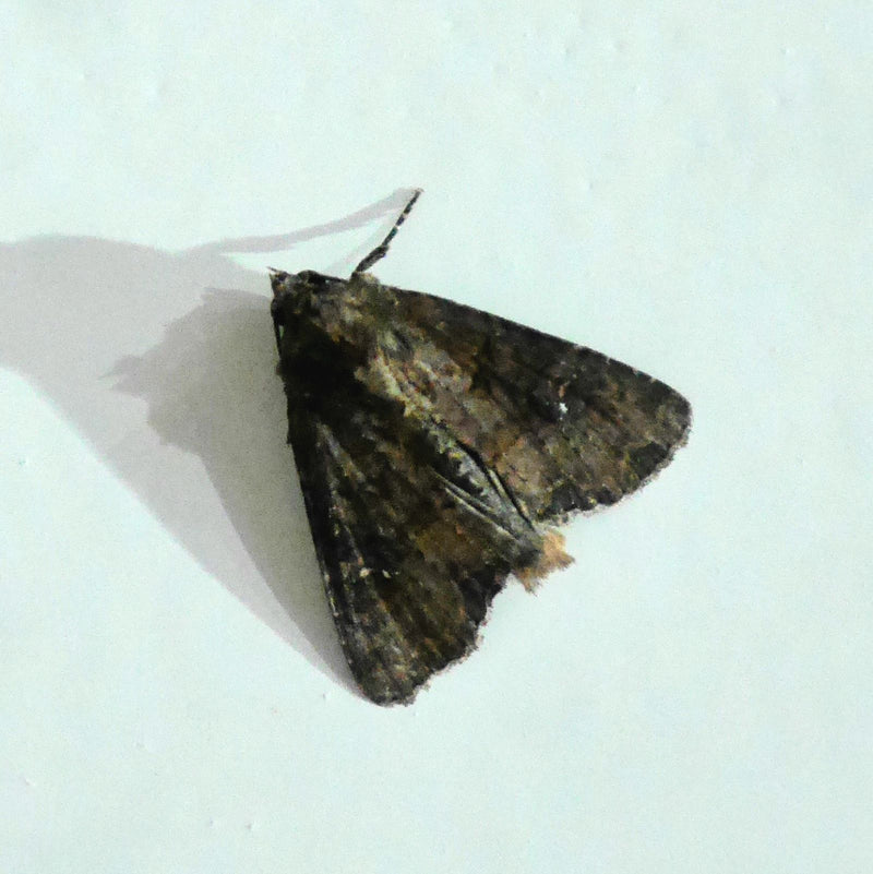 Steenuil, hartworm — Bild 2