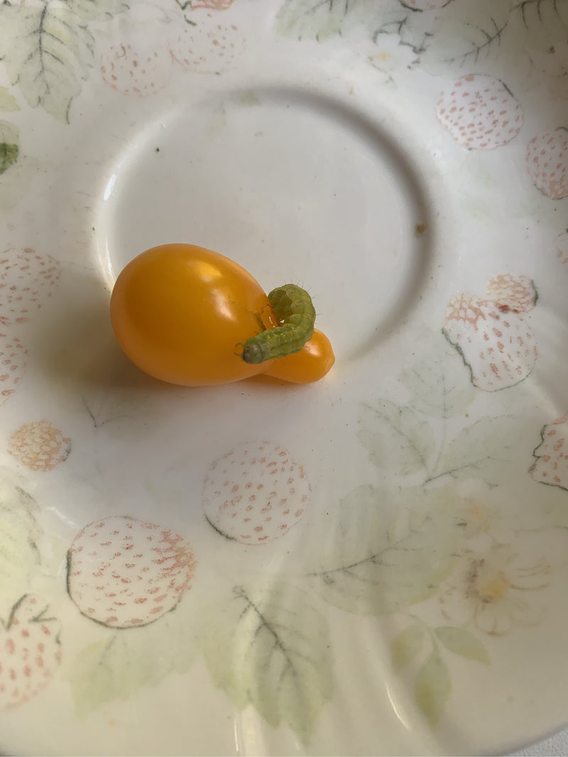 Een groene rups zit op een gele tomaat op een bord met patroon.