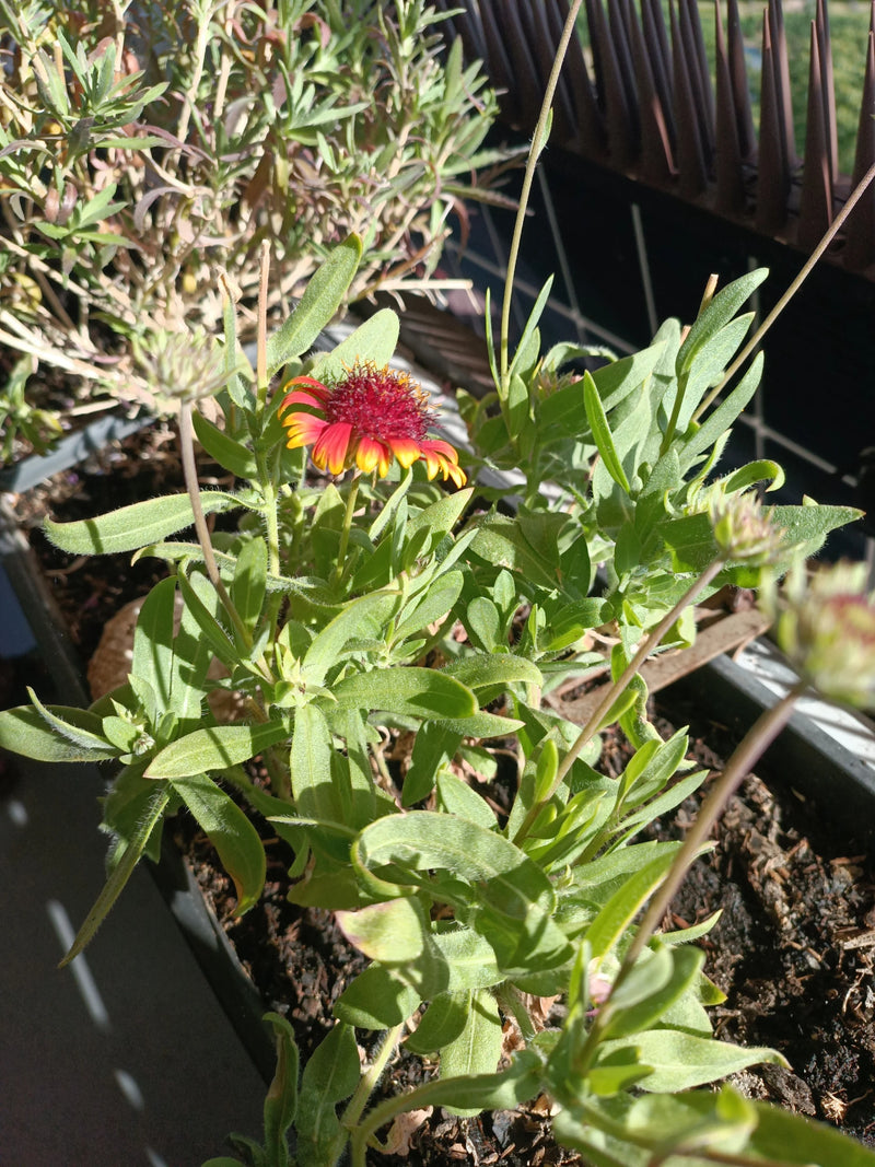 kokarde bloem — Bild 1