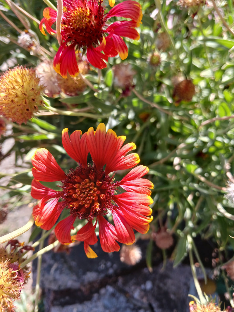 kokarde bloem — foto 4 van 5
