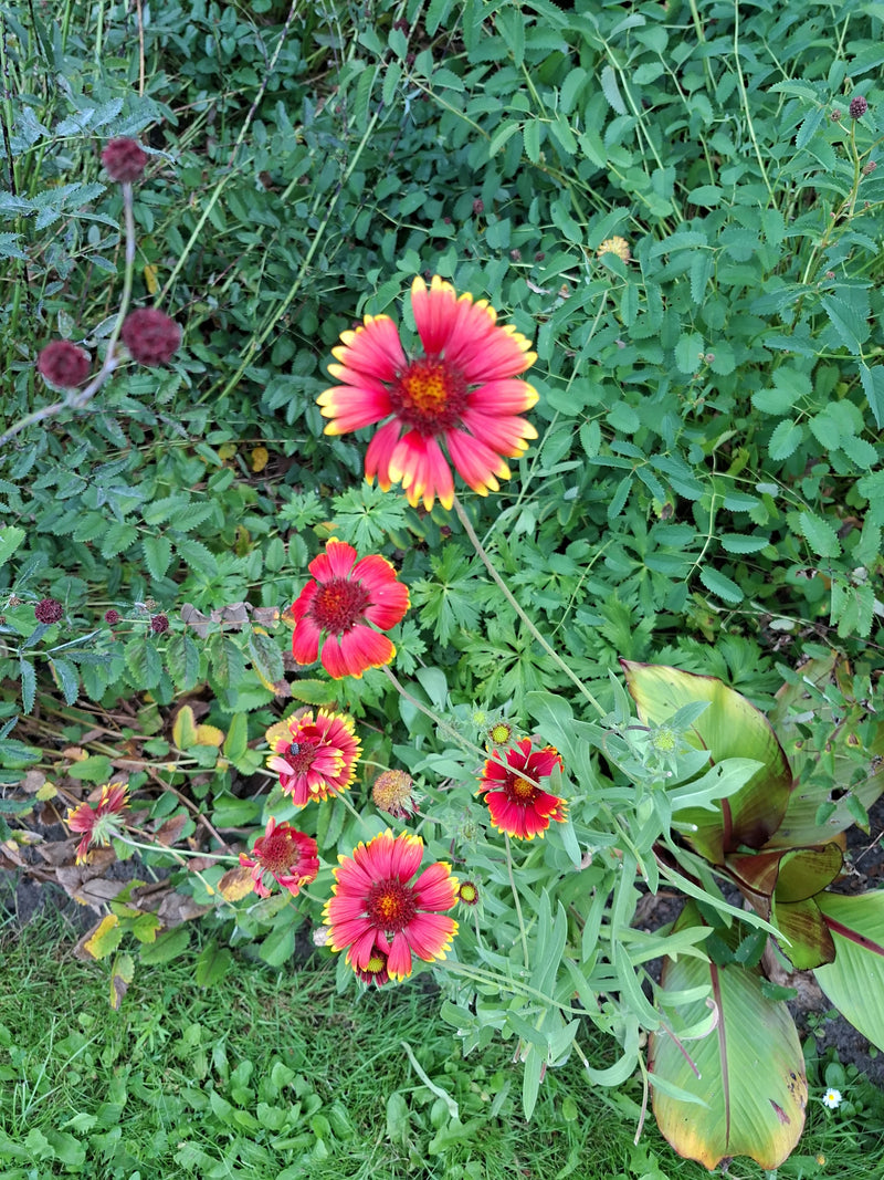 kokarde bloem — Bild 1