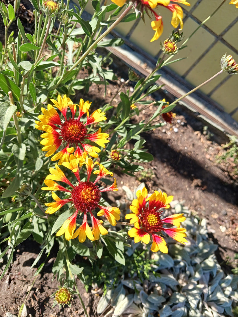kokarde bloem — foto 1 van 5