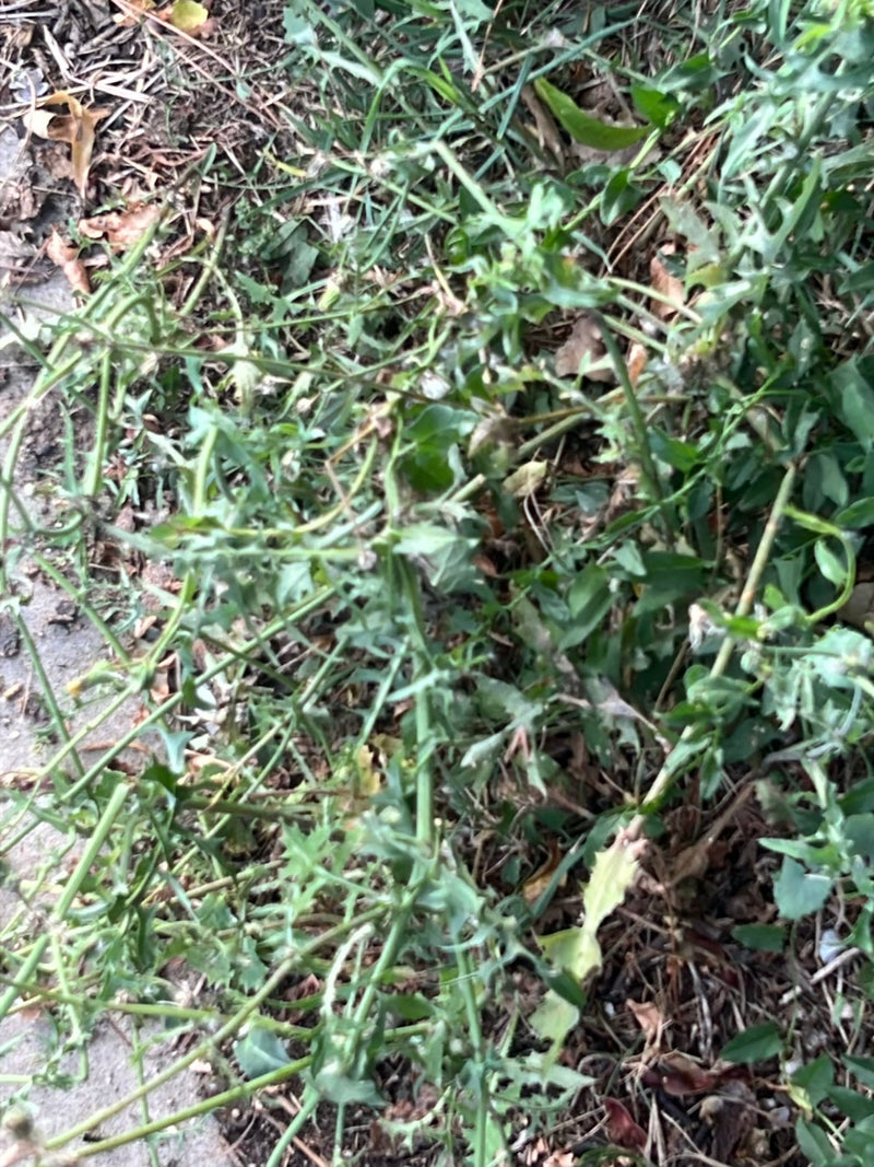 Een kompassla-plant is zichtbaar met zijn typische gelobde bladeren en stengels. Hij groeit op lage grond tussen wat gras.
