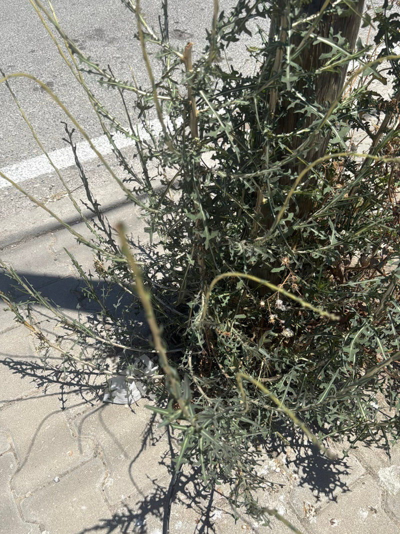 De afbeelding toont een goed ontwikkelde kompassla groeiend op een verharde wegberm. De typisch gelobde bladeren en oprechte stengelstructuur zijn duidelijk ...