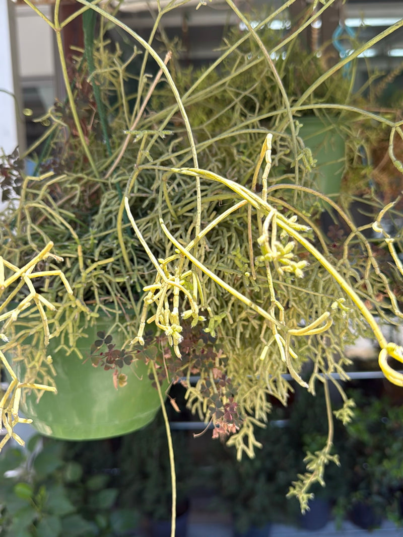 Koraal cactus — Bild 1
