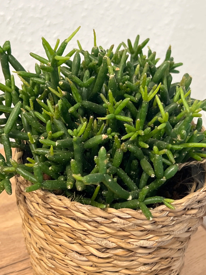 Koraal cactus — Bild 1