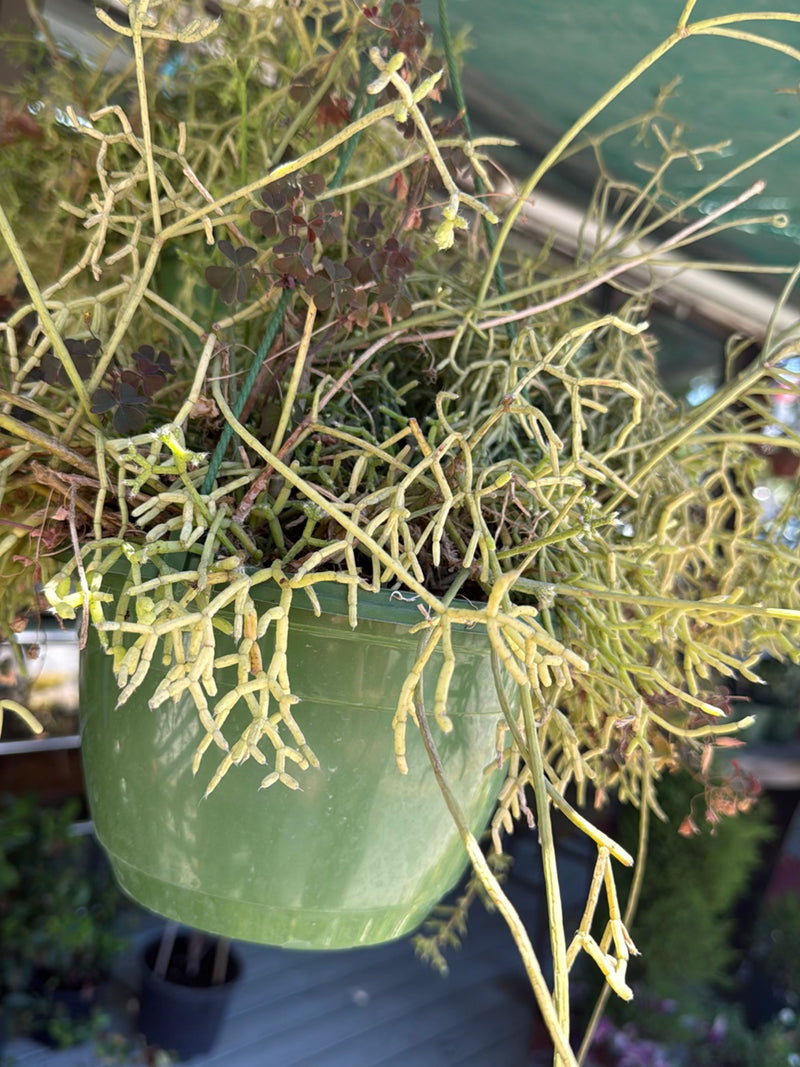 Te zien is een Rhipsalis cactus met zijn kenmerkende dunne en vertakte stengels die uit een groene hangpot groeien.
