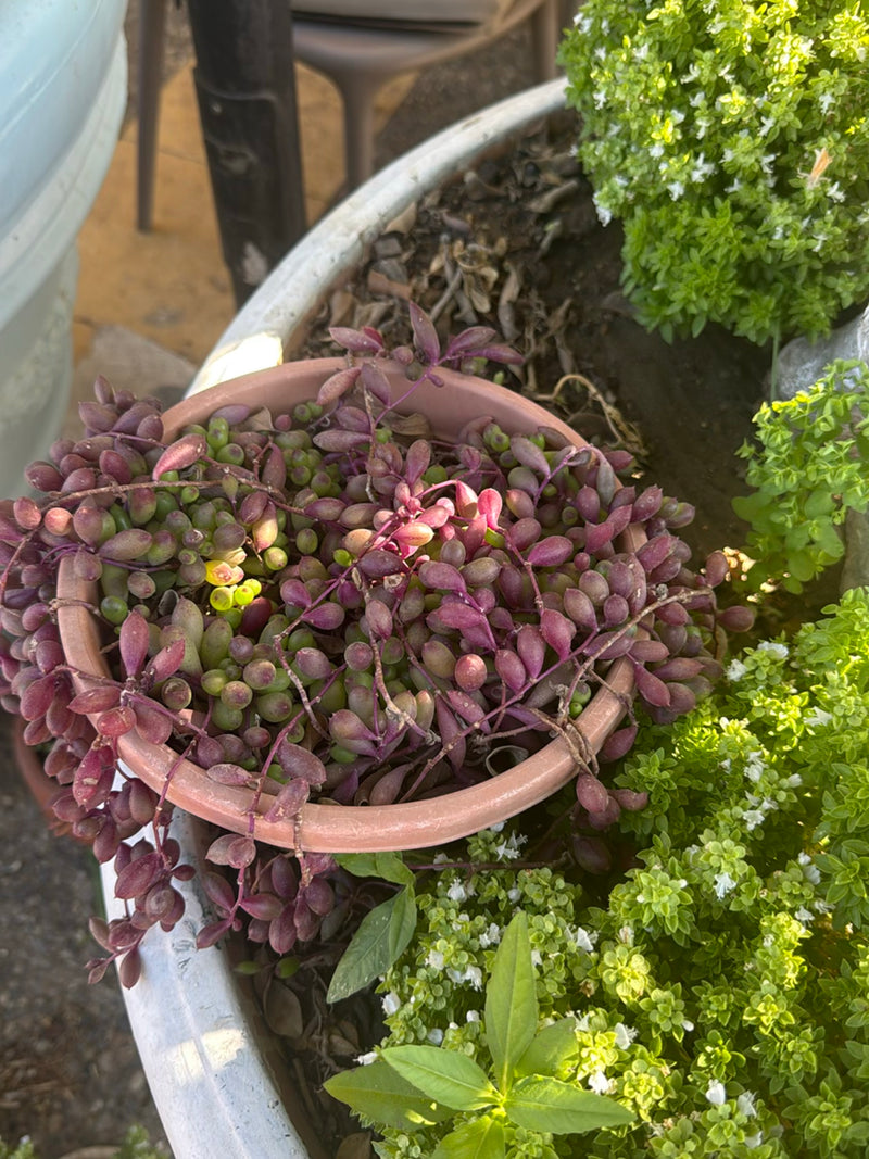 Koraal cactus — foto 2 van 6