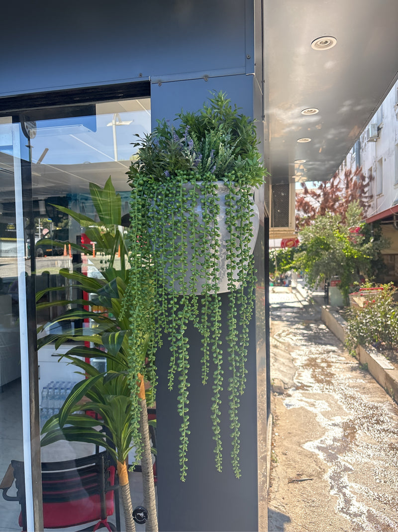 Koraal cactus — foto 3 van 6
