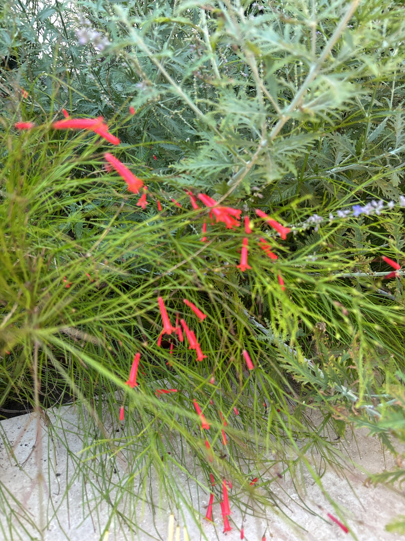 Koraal struik — Bild 4
